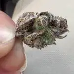 SolFire or no Fire