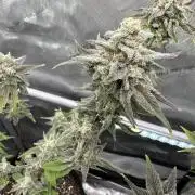Cap Junky S1