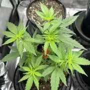 Lemon Mandarin- 42 fast buds