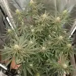 Another grow with CBD plant