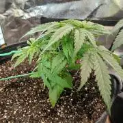 Skywalker OG and Critical Cure