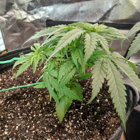 Skywalker OG and Critical Cure