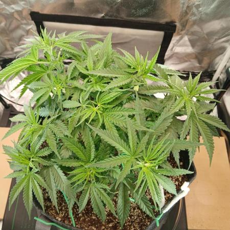 Another grow with CBD plant