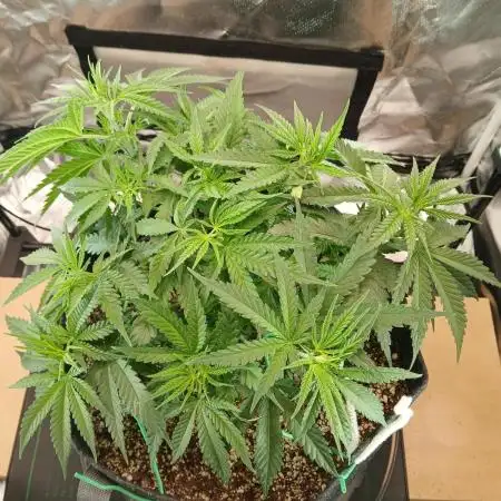 Another grow with CBD plant
