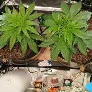 Skywalker OG and Critical Cure