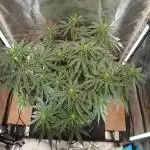 Another grow with CBD plant