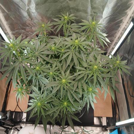 Another grow with CBD plant
