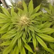 Skywalker OG and Critical Cure