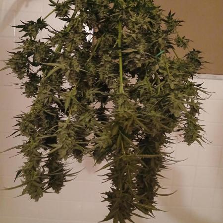 Auto Maui