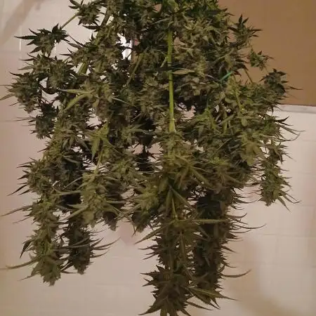 Auto Maui