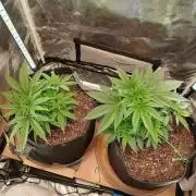 Skywalker OG and Critical Cure