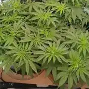 Skywalker OG and Critical Cure