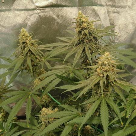 Another grow with CBD plant