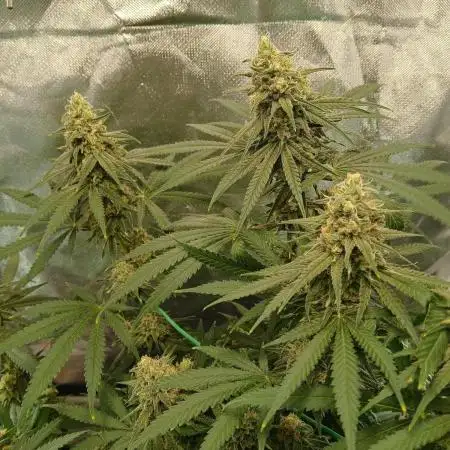 Another grow with CBD plant