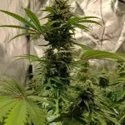Skywalker OG and Critical Cure