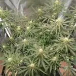 Another grow with CBD plant