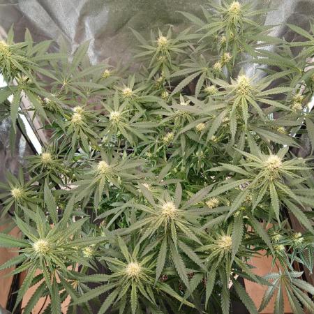 Another grow with CBD plant