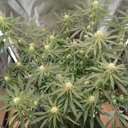 Another grow with CBD plant