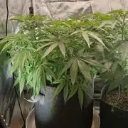 Skywalker OG and Critical Cure