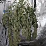 Another grow with CBD plant