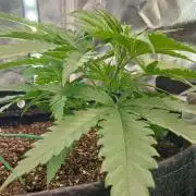 Skywalker OG and Critical Cure