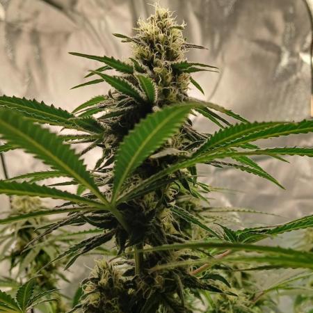 Another grow with CBD plant