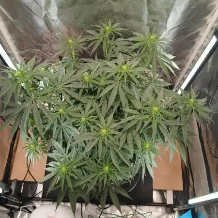 Another grow with CBD plant