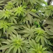Skywalker OG and Critical Cure