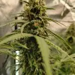 Another grow with CBD plant