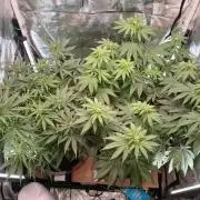 Skywalker OG and Critical Cure