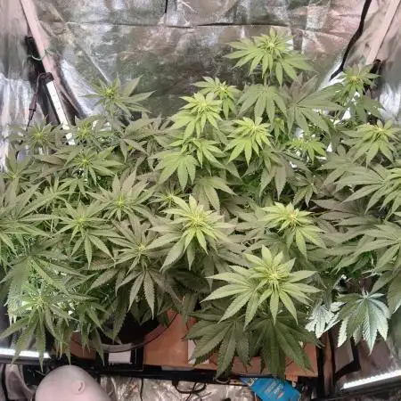 Skywalker OG and Critical Cure