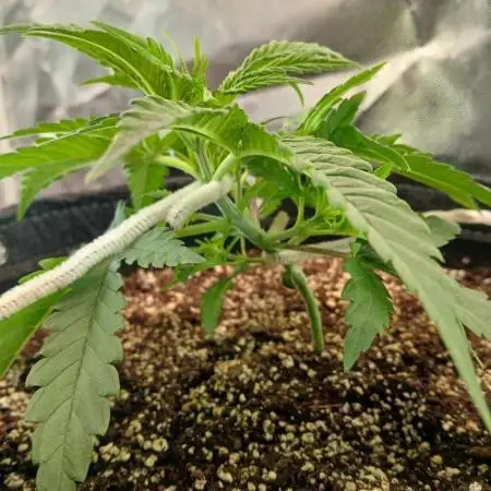 Another grow with CBD plant
