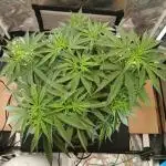 Another grow with CBD plant