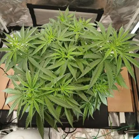 Another grow with CBD plant