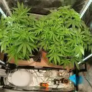 Skywalker OG and Critical Cure