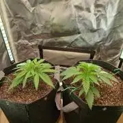 Skywalker OG and Critical Cure