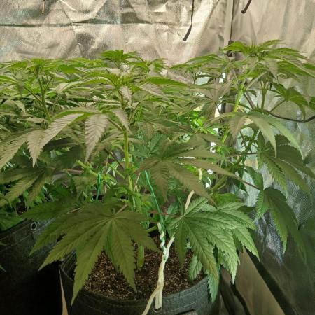 Skywalker OG and Critical Cure