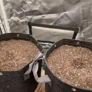 Skywalker OG and Critical Curr