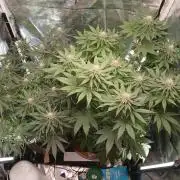Skywalker OG and Critical Cure