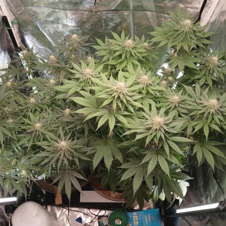 Skywalker OG and Critical Cure