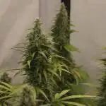 Thing big