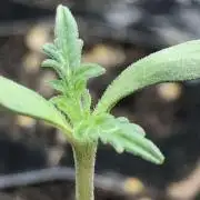 2023-2024 Freaks of Dank