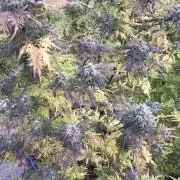 2023-2024 Freaks of Dank