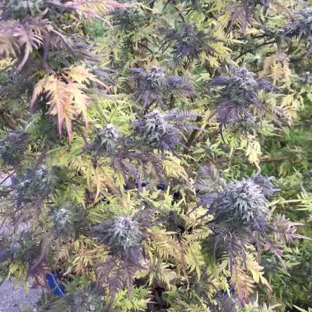 2023-2024 Freaks of Dank