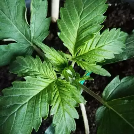 " Bubble" | First grow !