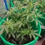 Lava Cake Automatic by Zamnesia