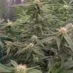 Lava Cake Automatic by Zamnesia