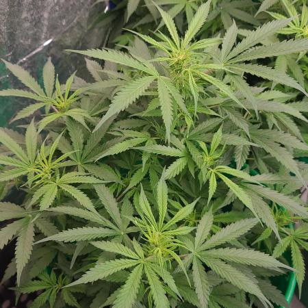 Lava Cake Automatic by Zamnesia