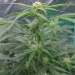 Lava Cake Automatic by Zamnesia