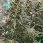 Lava Cake Automatic by Zamnesia